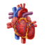 NSTEMI vs STEMI